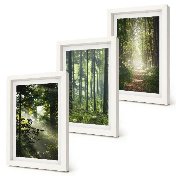 Bilderwand mit grünen Wäldern bei Lichtstrahlen auf einem Waldweg