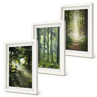 Bilderwand mit grünen Wäldern bei Lichtstrahlen auf einem Waldweg