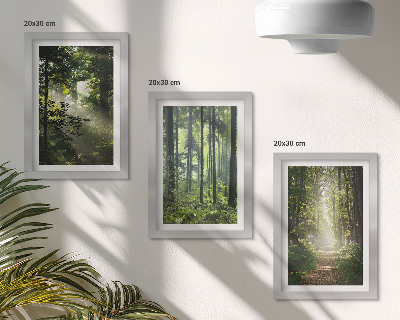 Bilderwand Grüne Wälder mit Lichtstrahlen und ein Waldweg