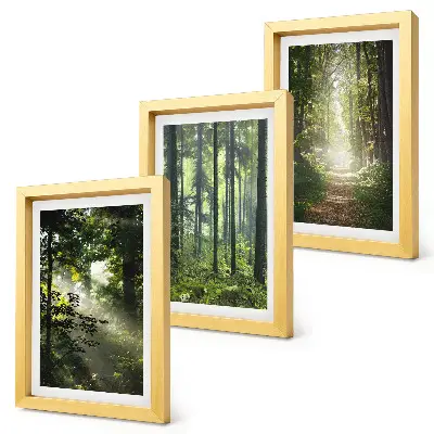 Bilderwand mit grünen Wäldern bei Lichtstrahlen auf einem Waldweg
