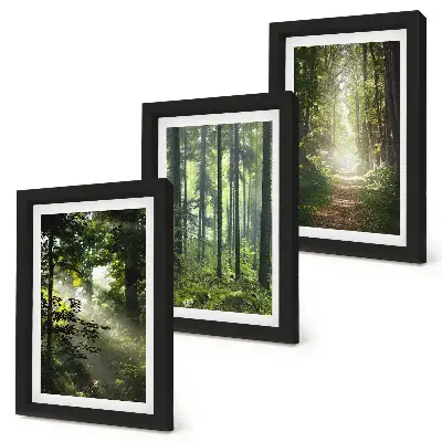 Bilderwand mit grünen Wäldern bei Lichtstrahlen auf einem Waldweg