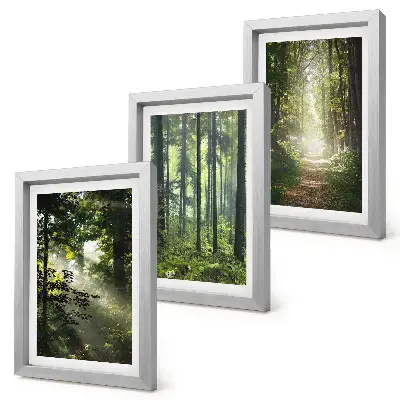 Bilderwand mit grünen Wäldern bei Lichtstrahlen auf einem Waldweg