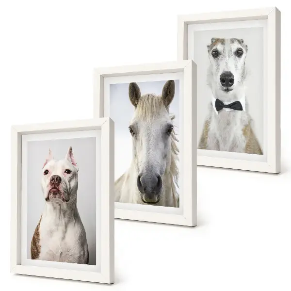 Fotowand mit interessanten Porträts von Hunden und Pferden im eleganten Stil