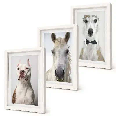Fotowand mit interessanten Porträts von Hunden und Pferden im eleganten Stil