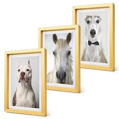 Fotowand mit interessanten Porträts von Hunden und Pferden im eleganten Stil