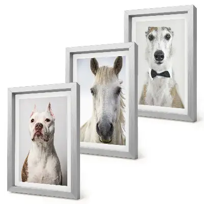 Fotowand mit interessanten Porträts von Hunden und Pferden im eleganten Stil