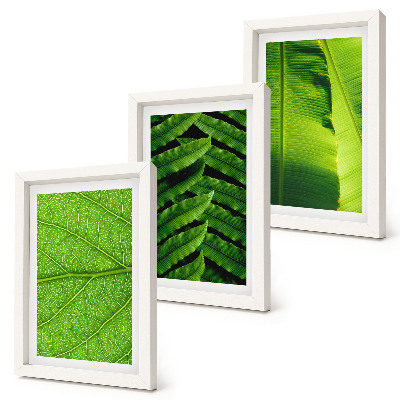 Bilderwand Nahaufnahmen von tropischen Blättern