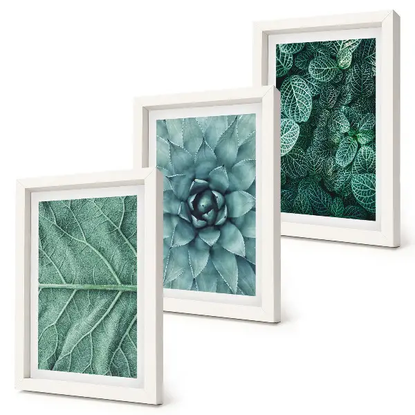 Bilderwand mit Nahaufnahmen von Sukkulenten und Blättern