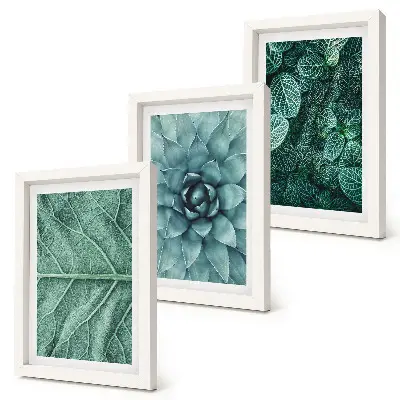 Bilderwand mit Nahaufnahmen von Sukkulenten und Blättern