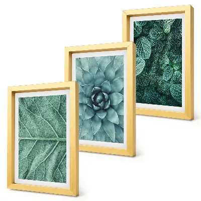 Bilderwand mit Nahaufnahmen von Sukkulenten und Blättern