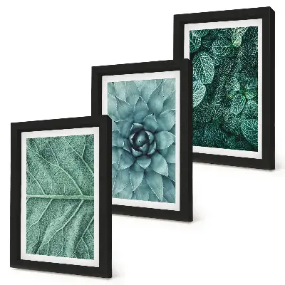 Bilderwand mit Nahaufnahmen von Sukkulenten und Blättern