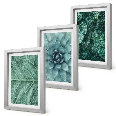 Bilderwand mit Nahaufnahmen von Sukkulenten und Blättern