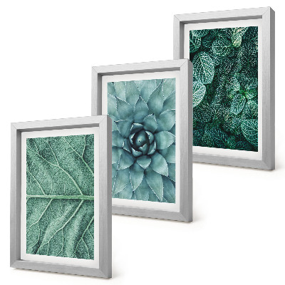 Bilderwand Nahaufnahmen von Sukkulenten und Blättern