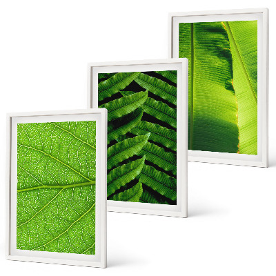 Gerahmtes bilderset Makrofotografie von tropischen Blättern
