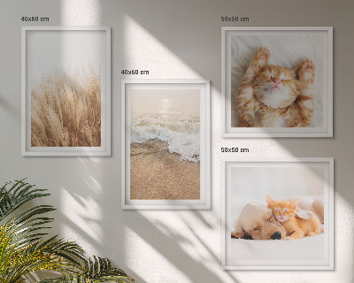 Wanddeko-set Niedliche Tiere, Katzen, Hunde, Strand