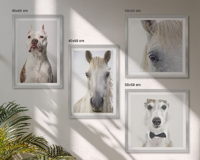 Wanddeko-set Elegante Porträts von Hunden und Pferden